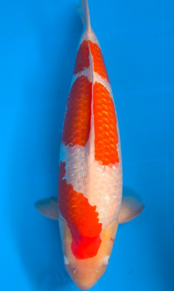 Koi picture