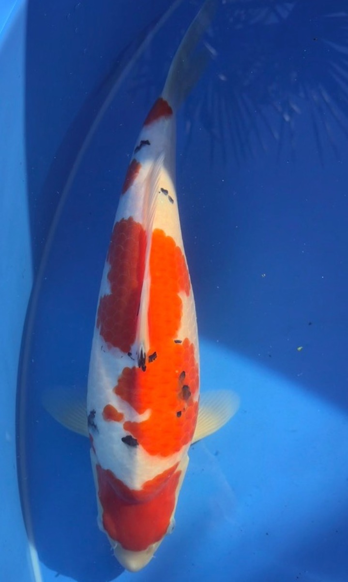 Koi picture
