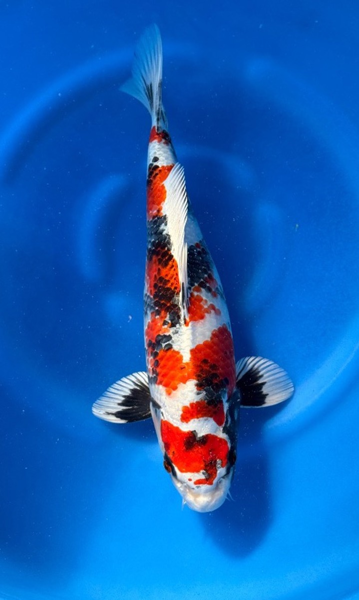 Koi picture