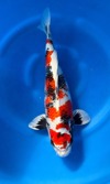 Koi