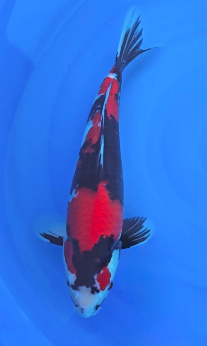 Koi picture