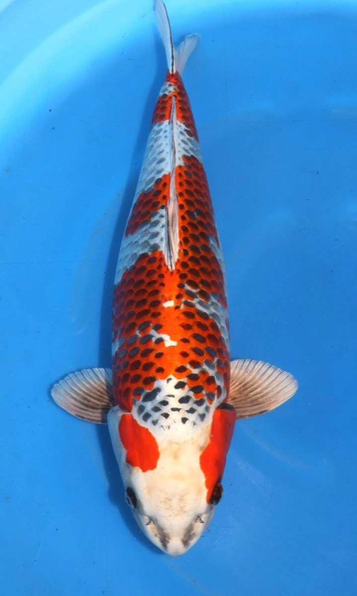 Koi picture