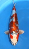 Koi