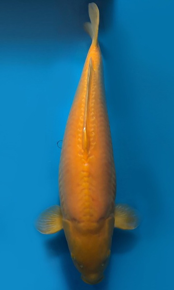 Koi picture