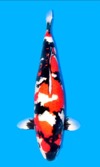 Koi